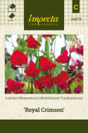 Tuoksuherne 'Royal Crimson'