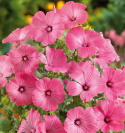Kesämalvikki 'Ruby Regis'