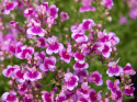 Sirokannusruoho 'Fantasista Pink'