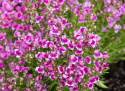 Sirokannusruoho 'Fantasista Pink'