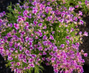 Sirokannusruoho 'Fantasista Pink'