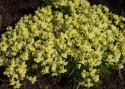 Sirokannusruoho 'Fantasista Yellow'