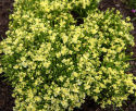 Sirokannusruoho 'Fantasista Yellow'