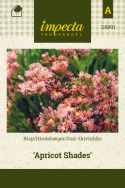 Sini-ikiviuhko 'Apricot Shades'