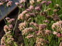 Sini-ikiviuhko 'Apricot Shades'