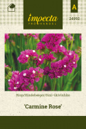 Sini-ikiviuhko 'Carmine Rose'