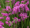 Sini-ikiviuhko 'Carmine Rose'