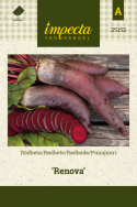 Punajuuri 'Renova'