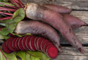 Punajuuri 'Renova'