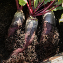 Punajuuri 'Renova'
