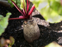 Punajuuri 'Renova'