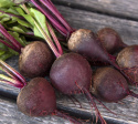 Punajuuri 'Kornett'
