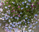 Riippalobelia 'Colour Cascade'