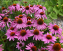 Kaunopunahattu 'Feeling Pink'
