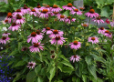 Kaunopunahattu 'Feeling Pink'