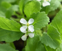 Wasabirucola 'Wasabi'