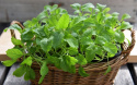 Wasabirucola 'Wasabi'
