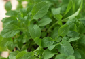 Wasabirucola 'Wasabi'