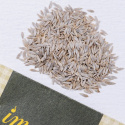 Sidesalaatti 'Blonde maraîchère'