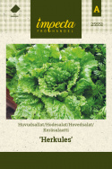 Keräsalaatti 'Hercules'