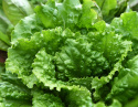 Keräsalaatti 'Hercules'