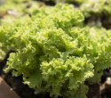 Bataviasalaatti 'Lollo Bionda'