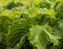 Veripeippi 'Green Apple'