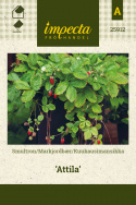 Ahomansikka 'Attila'