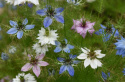 Tarhaneito 'Persian Jewels'