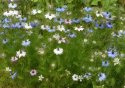 Tarhaneito 'Persian Jewels'