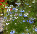 Tarhaneito 'Persian Jewels'