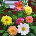 Daalia 'Giants'