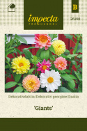 Daalia 'Giants'