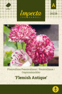 Pioniunikko 'Flemish Antique'