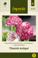 Pioniunikko 'Flemish Antique'