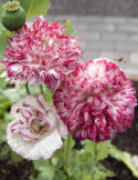 Pioniunikko 'Flemish Antique'
