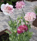 Pioniunikko 'Flemish Antique'