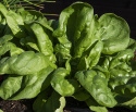 Pinaatti 'Bazaroet'