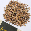 Pinaatti 'Bazaroet'