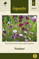 Silkkiunikko 'Pandora'