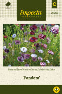 Silkkiunikko 'Pandora'
