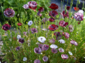 Silkkiunikko 'Pandora'