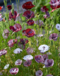 Silkkiunikko 'Pandora'