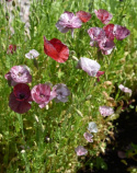 Silkkiunikko 'Pandora'