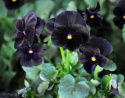 Sarviorvokki F1 'Sorbet Black Delight'