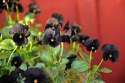 Sarviorvokki F1 'Sorbet Black Delight'