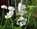 Ruusunätkelmä 'White Pearl'