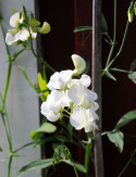Ruusunätkelmä 'White Pearl'