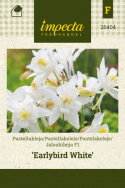Jaloakileija F1 'Earlybird White'