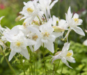 Jaloakileija F1 'Earlybird White'